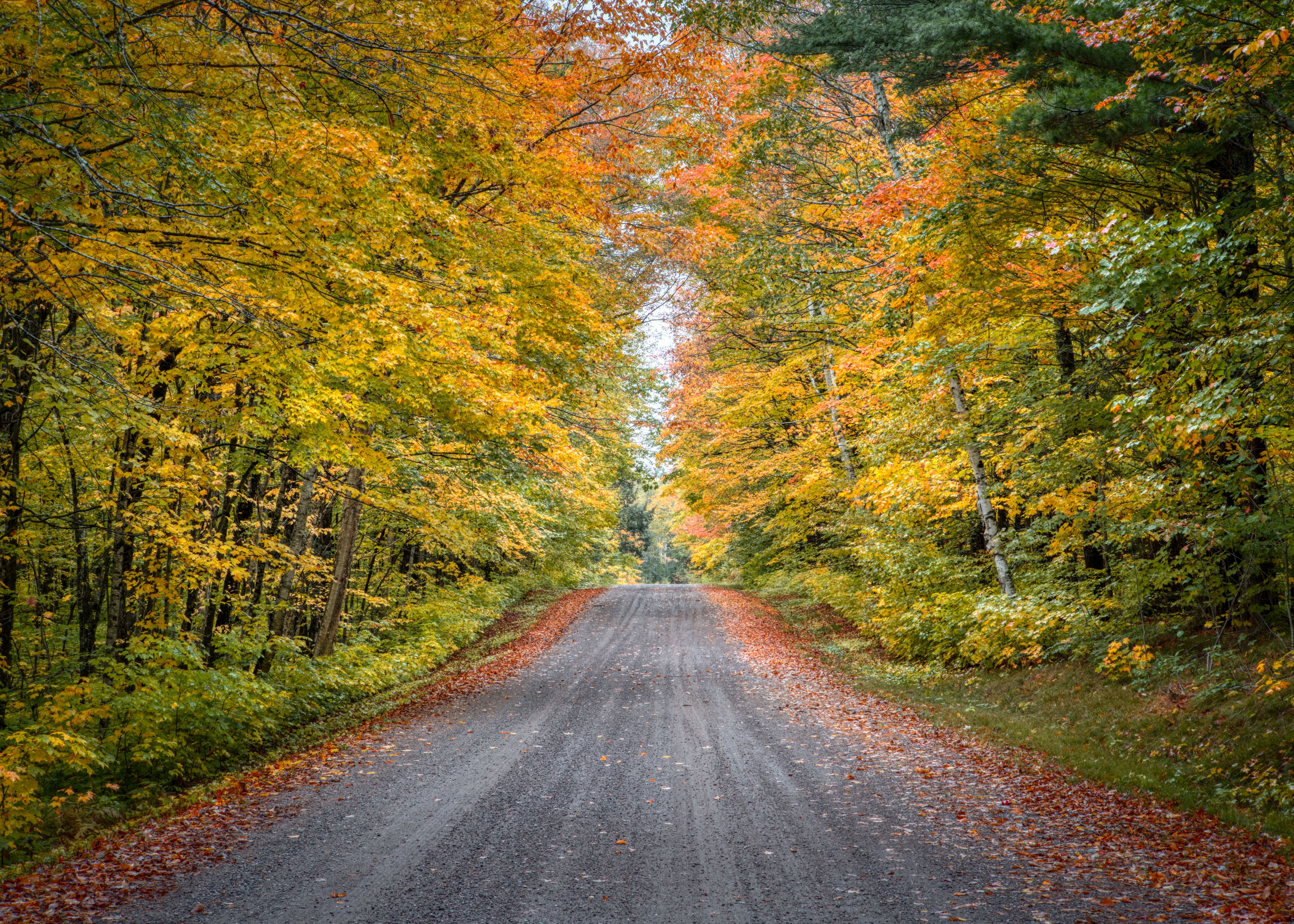 An image of a Wisconsin country road surrounded by trees.
